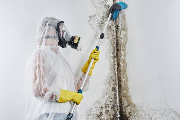 Trusted Mountville, PA Mold Inspection, Removal & Remediation Experts